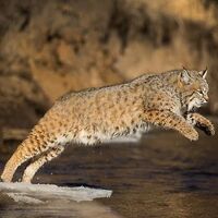 CrimsonCats