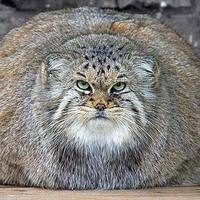 Catzilla