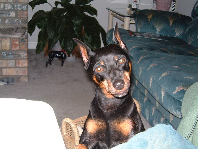 Click image for larger version

Name:	Penny-Emmitt -8-03 017.jpg
Views:	4
Size:	65.1 KB
ID:	60443