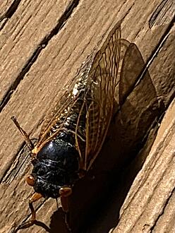 Click image for larger version

Name:	IMG_2401.jpg
Views:	46
Size:	710.8 KB
ID:	391283